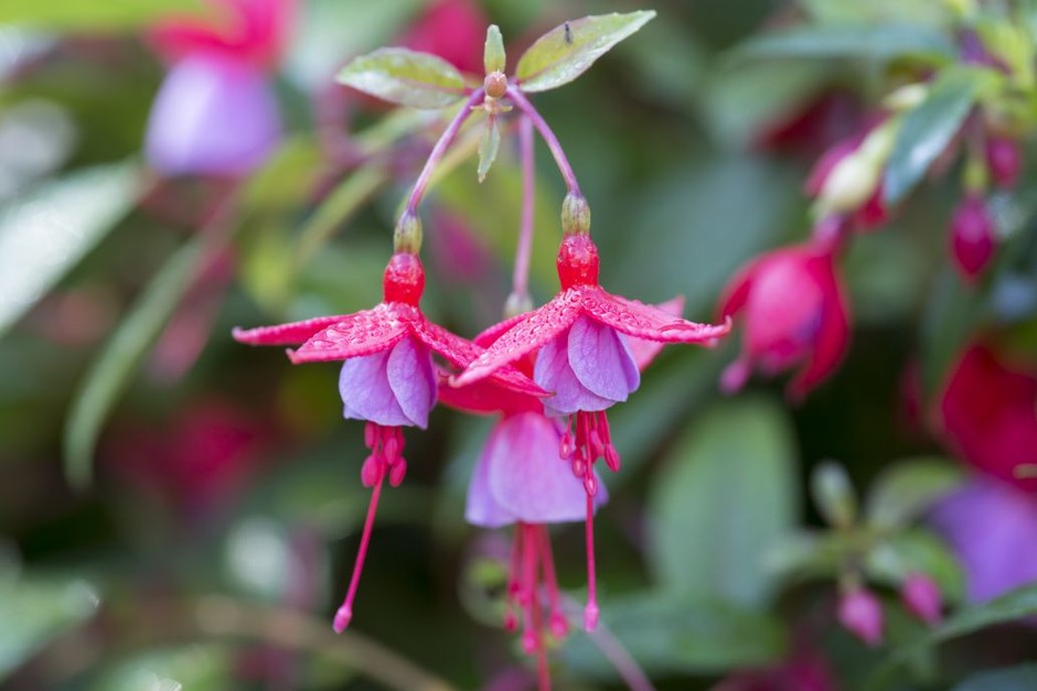 Pink and pale purple fuchsia flowers Pink and pale purple fuchsia flowers