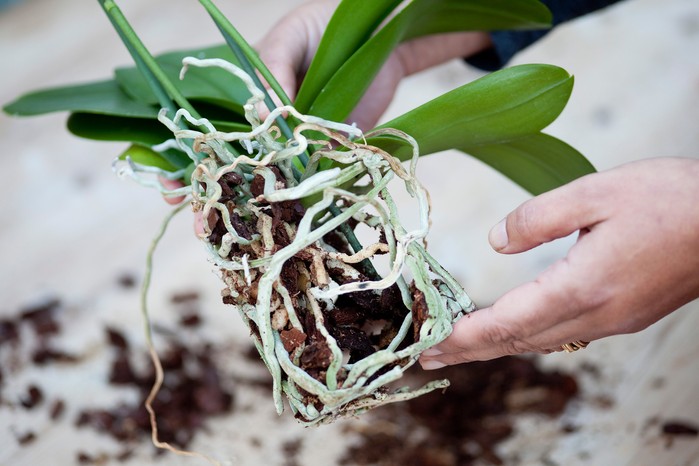 A moth orchid out of its pot, showing the roots A moth orchid out of its pot, showing the roots