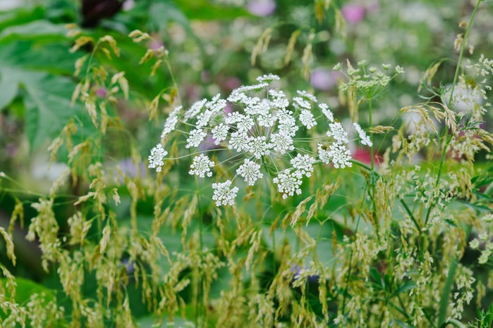 Queen Anne's Lace Ammi majus Queen Anne's Lace Ammi majus