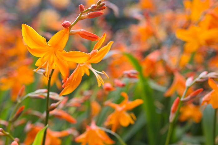 Flowers to pick in September - crocosmia
