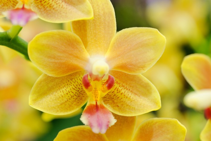 Phalaenopsis moth orchid Phalaenopsis moth orchid