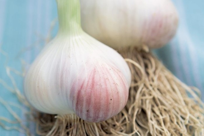 Garlic 'Wight Christo' Garlic 'Wight Christo'