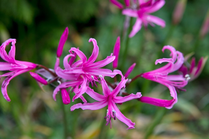 Nerine bowdenii Nerine bowdenii