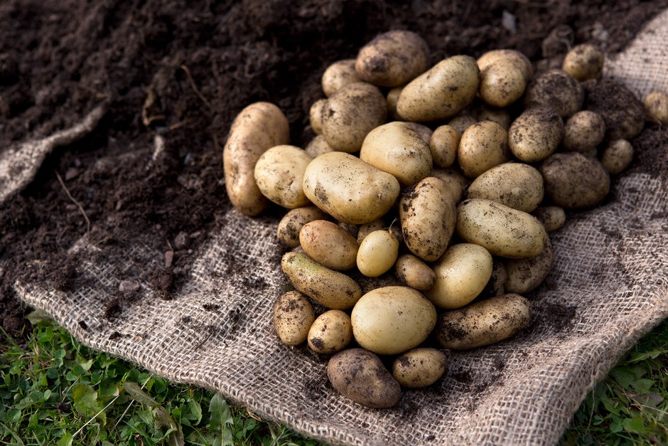 Freshly harvested potatoes Freshly harvested potatoes