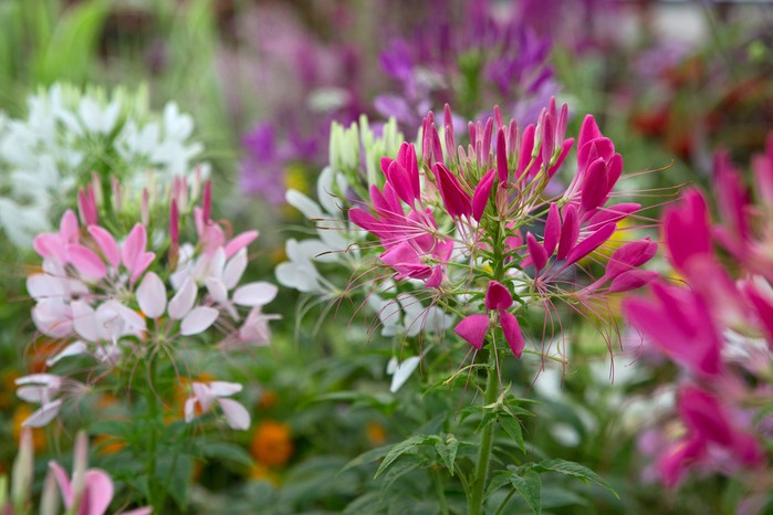 Flowers to pick in September - cleome