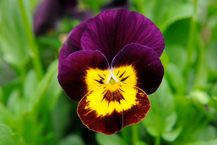 Viola 'Sorbet Ruby Gold Babyface' Viola 'Sorbet Ruby Gold Babyface'