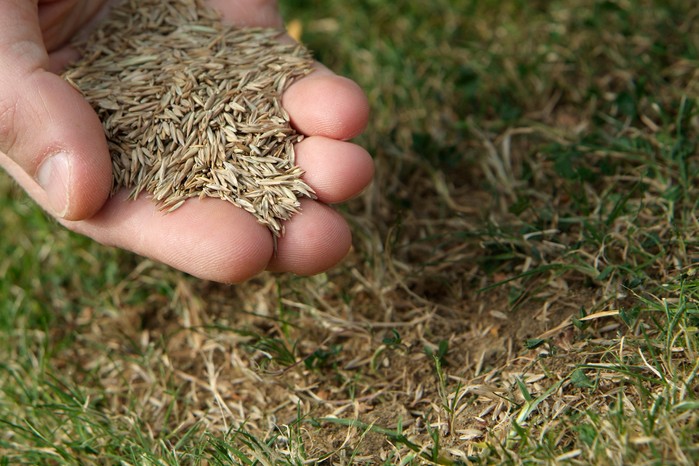Sowing grass seed Sowing grass seed