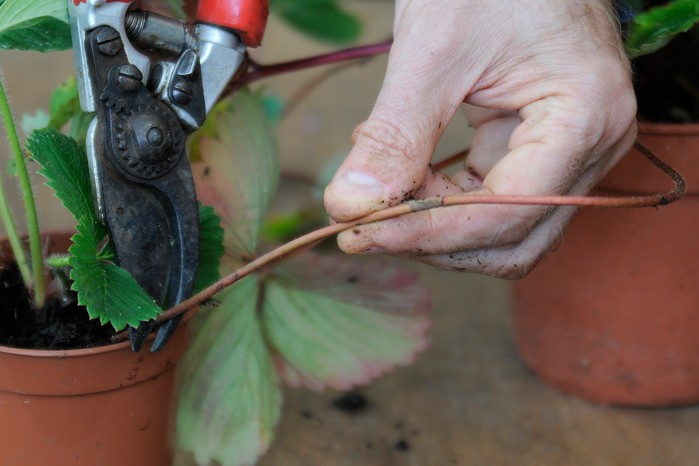 Removing long runners from strawberry plant Removing long runners from strawberry plant