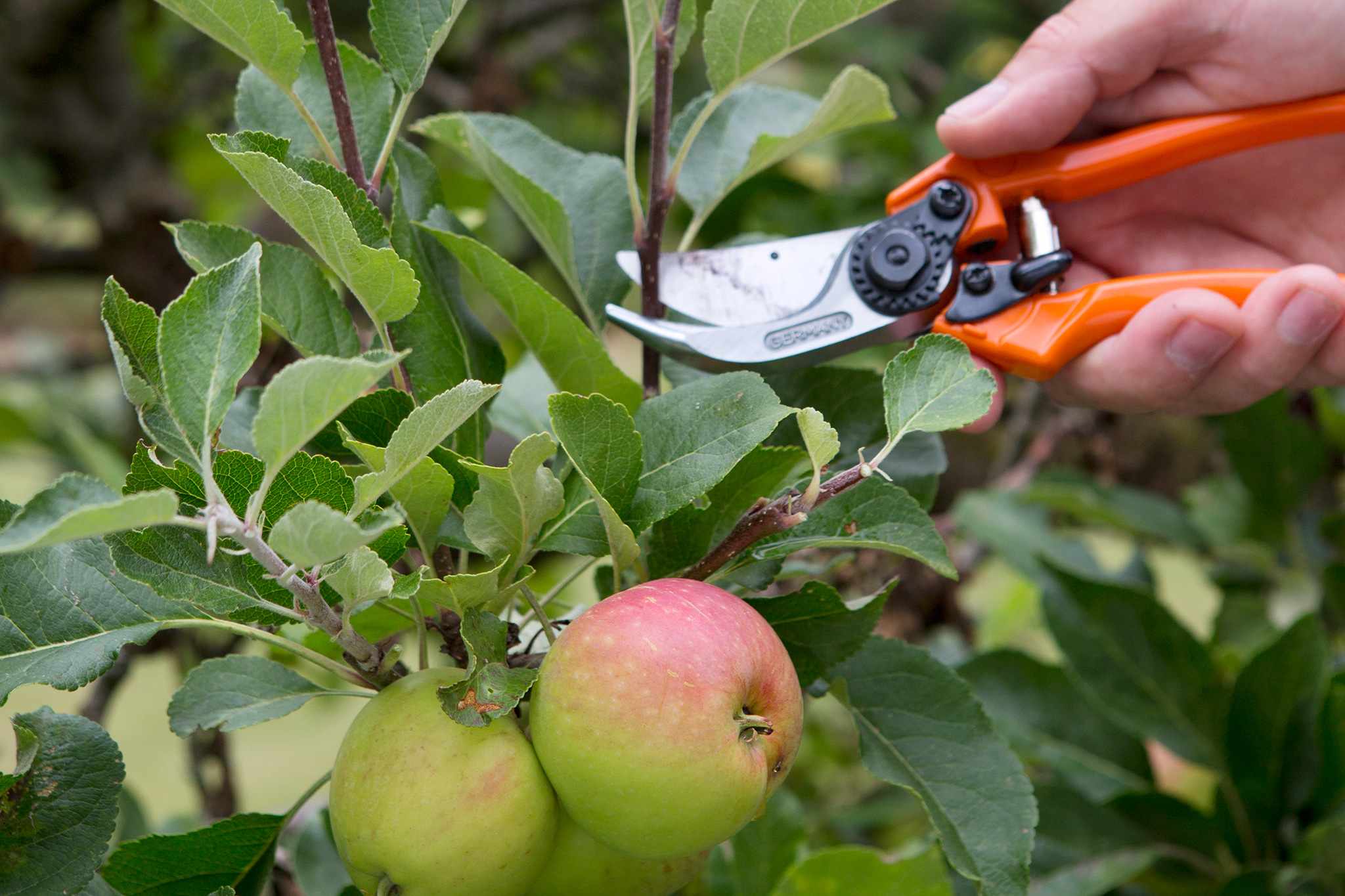 Pruning an apple tree in summer