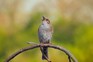 Dunnock singing during springtime. Getty images.