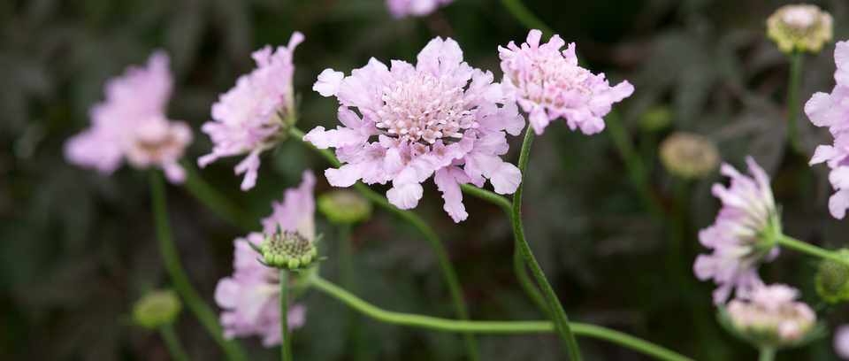 Scabiosa columbaria Scabiosa columbaria