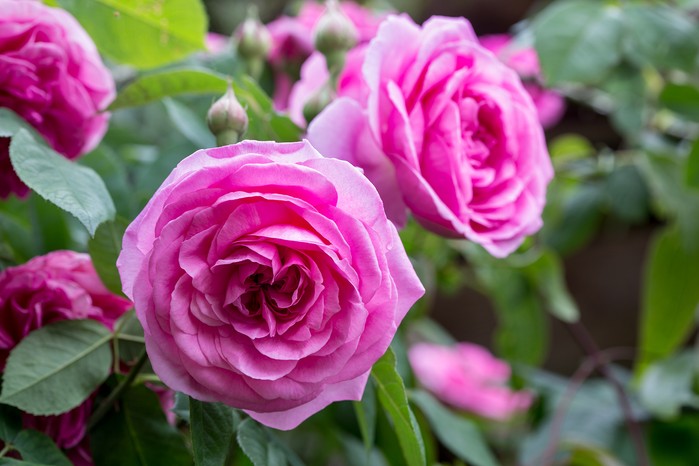 Climbing rose, Rosa 'Gertrude Jekyll' Climbing rose, Rosa 'Gertrude Jekyll'