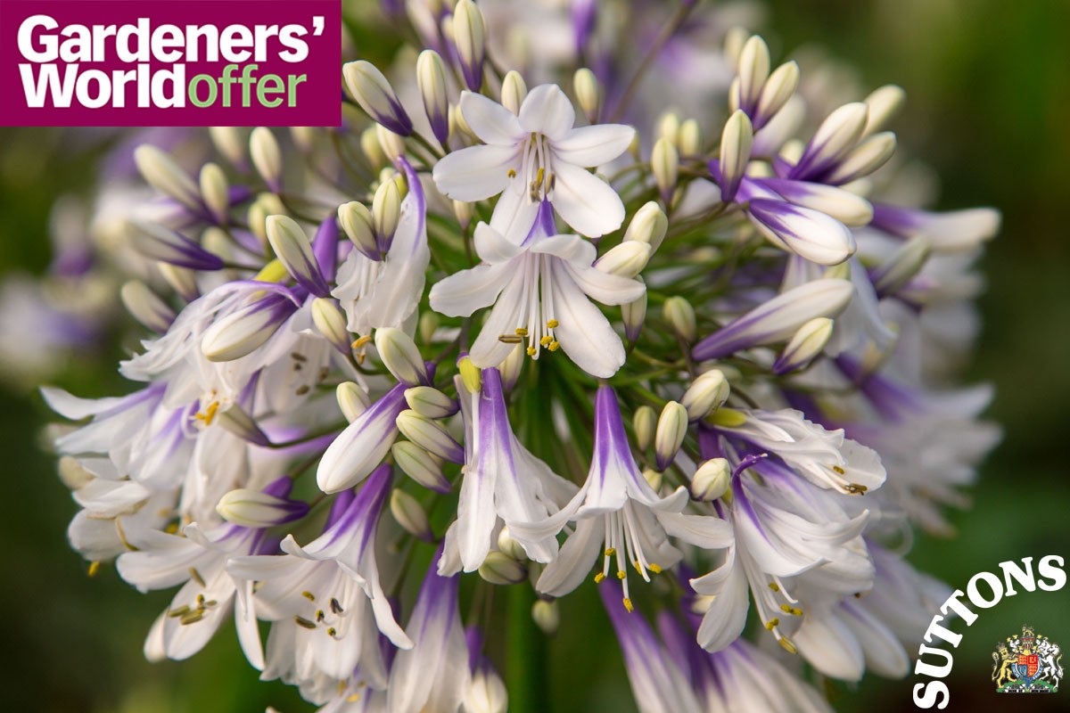 Suttons-aga-firework-1200x800 Agapanthus fireworks