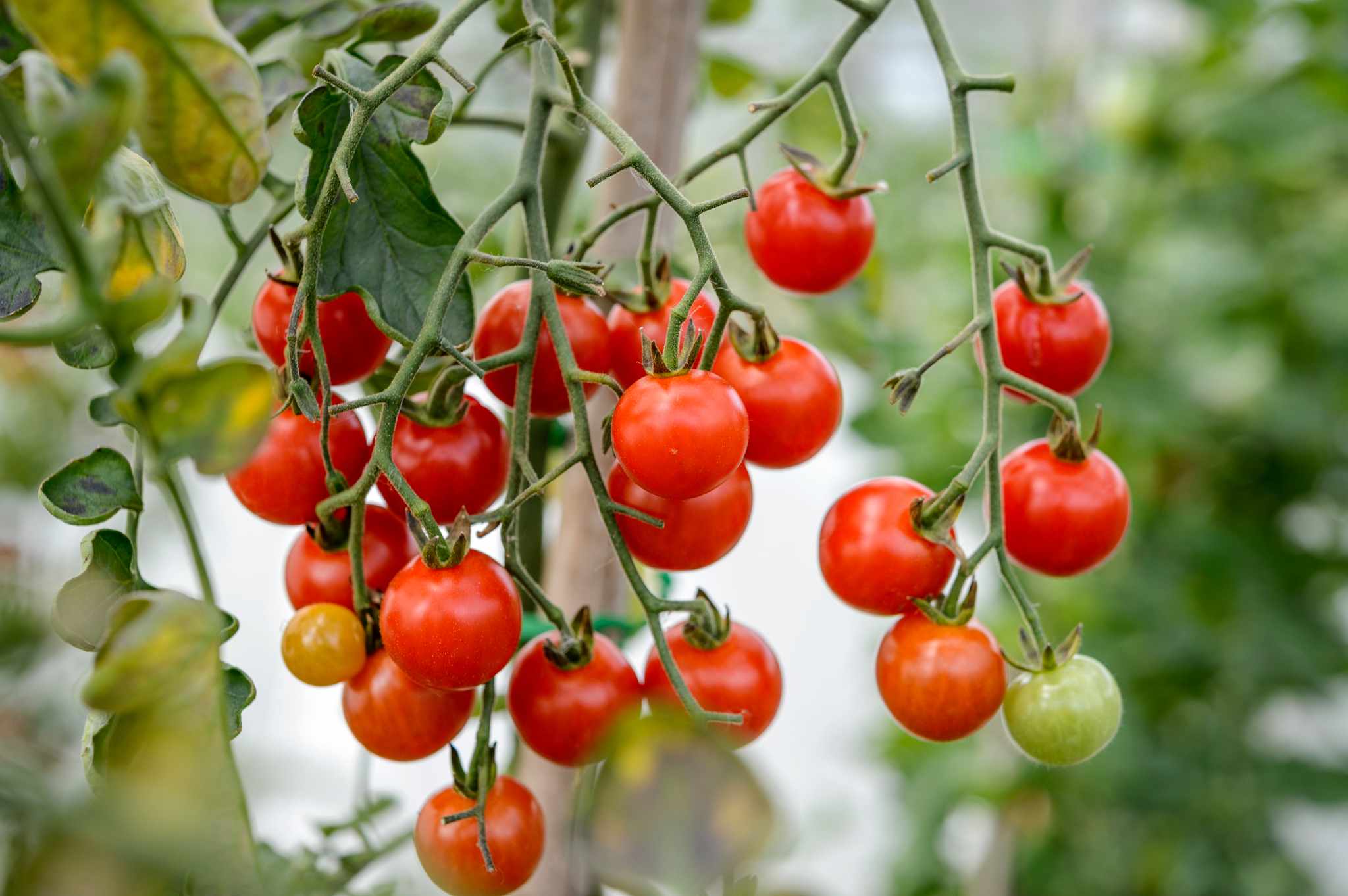 Ensure you have delicious homegrown tomatoes this summer. Photograph: Jason Ingram