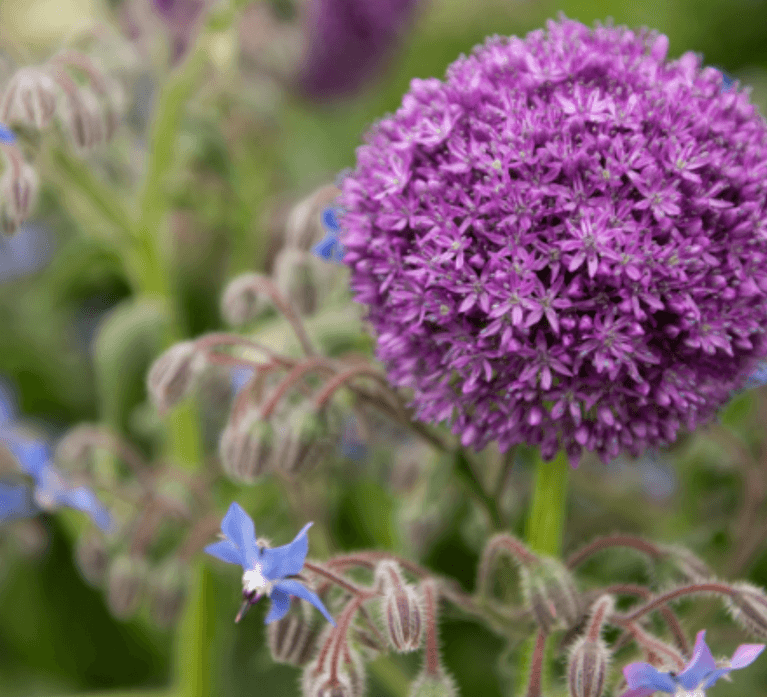 BBC Gardeners’ World Magazine - Crocus Allium BBC Gardeners’ World Magazine - Crocus Allium