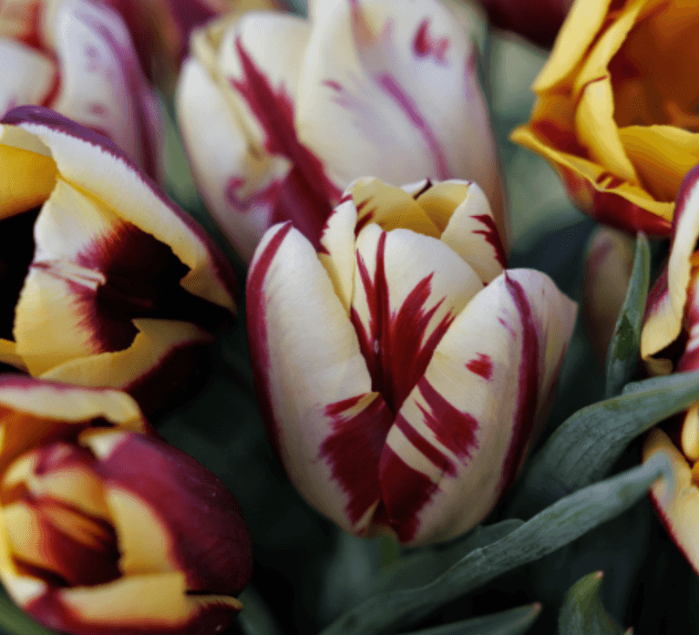 BBC Gardeners’ World Magazine - Crocus Tulips BBC Gardeners’ World Magazine - Crocus Tulips